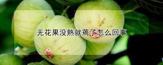 无花果没熟就蔫了怎么回事,第1图