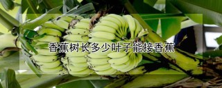 香蕉树长多少叶子能接香蕉,第1图