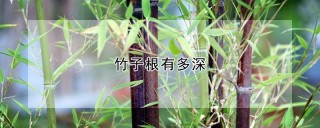 竹子根有多深,第1图