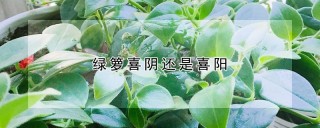 绿箩喜阴还是喜阳,第1图