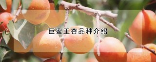 巨蜜王杏品种介绍,第1图