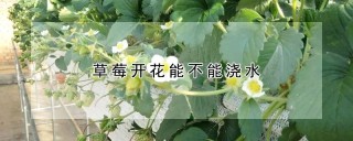 草莓开花能不能浇水,第1图