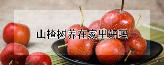 山楂树养在家里好吗,第1图