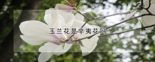 玉兰花是辛夷花吗,第1图