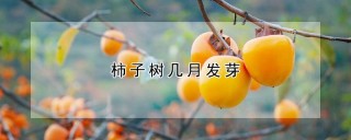 柿子树几月发芽,第1图