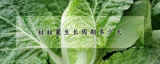 娃娃菜生长周期多少天,第1图