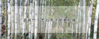 盆栽竹子怎么养才能更旺盛,第1图