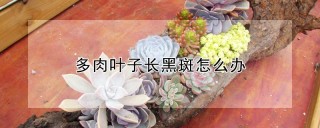 多肉叶子长黑斑怎么办,第1图