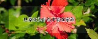 扶桑花为什么不能在家养,第1图