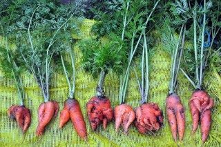 胡萝卜怎么种植方法视频教程,第2图