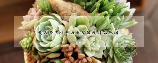 夏天多肉叶片发软发皱是什么原因,第1图