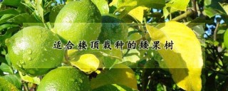 适合楼顶栽种的矮果树,第1图