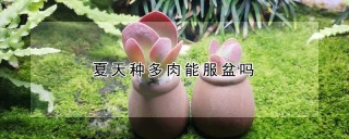 夏天种多肉能服盆吗,第1图