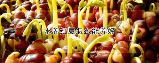 水养红豆怎么能养好,第1图