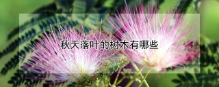 秋天落叶的树木有哪些,第1图