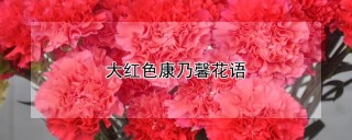 大红色康乃馨花语,第1图