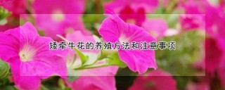 矮牵牛花的养殖方法和注意事项,第1图