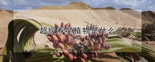 超级寿星植物是什么,第1图