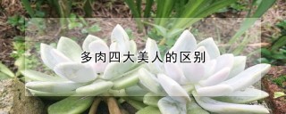 多肉四大美人的区别,第1图