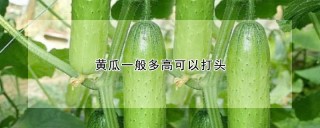 黄瓜一般多高可以打头,第1图