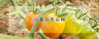 小番茄怎么种,第1图