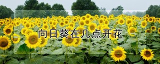 向日葵在几点开花,第1图