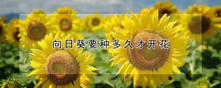 向日葵要种多久才开花,第1图