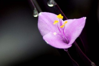 紫罗兰花语,第2图