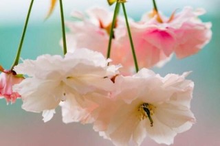 樱花花语,第2图