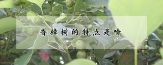 香樟树的特点是啥,第1图