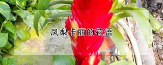 凤梨卡丽的花语,第1图