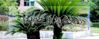 铁树生虫怎么办,第1图