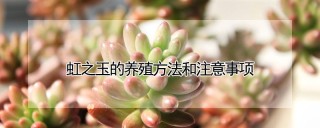 虹之玉的养殖方法和注意事项,第1图