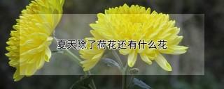 夏天除了荷花还有什么花,第1图