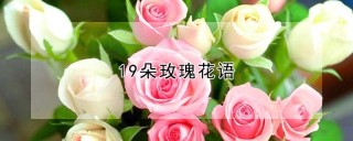 19朵玫瑰花语,第1图