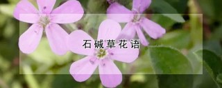 石碱草花语,第1图