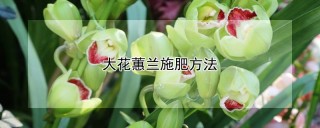 大花蕙兰施肥方法,第1图