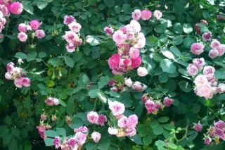 蔷薇花能不能种在庭院,第2图