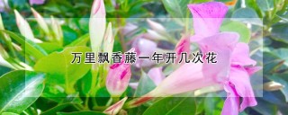 万里飘香藤一年开几次花,第1图