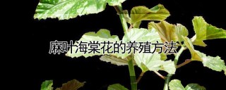 麻叶海棠花的养殖方法,第1图
