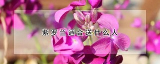 紫罗兰适合送什么人,第1图