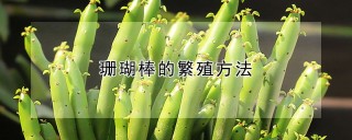 珊瑚棒的繁殖方法,第1图