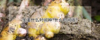 生姜什么时间种?什么时间收?,第1图