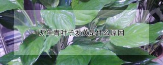 万年青叶子发黄是什么原因,第1图