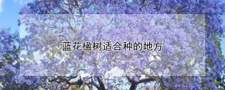 蓝花楹树适合种的地方,第1图