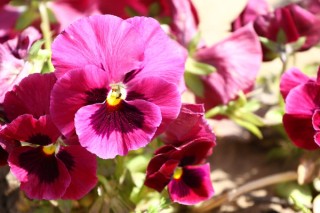 紫罗兰花什么时候开花,第2图