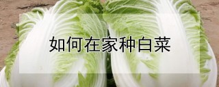 如何在家种白菜,第1图