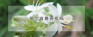 吊兰容易开花吗,第1图