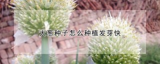 大葱种子怎么种植发芽快,第1图