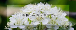 一股精子味的花是什么花,第1图